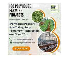 Boost Your Agricultural Yield with Polyhouse Farming: A Guide by IGO Agritech Farms