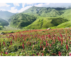 kuari pass trek uttarakhand