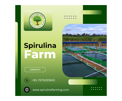 Green Bubble Algal Works: Leading Spirulina Farming Expert