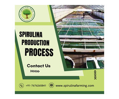 Spirulina Production Process-Green Bubble Algal Works