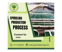 Spirulina Production Process-Green Bubble Algal Works