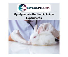 Ethical Experiments On Animals