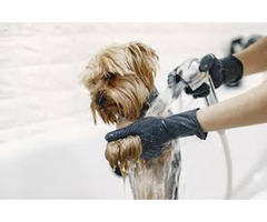 Pet Grooming in Kharar | Dog grooming spa Kharar for small size dog