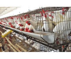 Egg Wholesale Price in Namakkal | SriSelvalakhmi Feeds and Farms