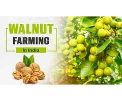 Steps of Walnut Farming in India